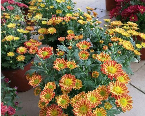 雏菊花怎么养护（雏菊种植方法和时间）