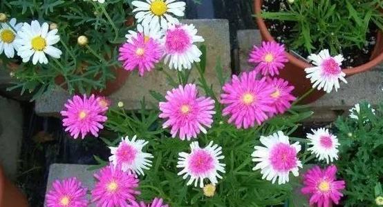 雏菊花怎么养护（雏菊种植方法和时间）