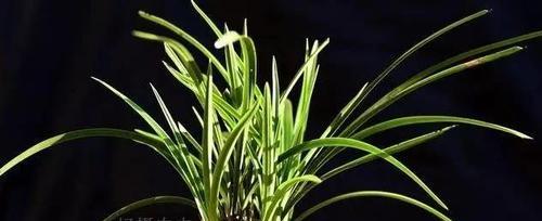 兰花怎么养才能开花（教你正确养护兰花）