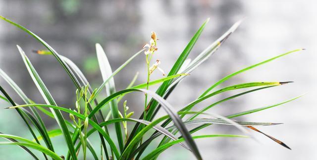 如何正确给兰花浇水（兰花浇水的技巧与注意事项）