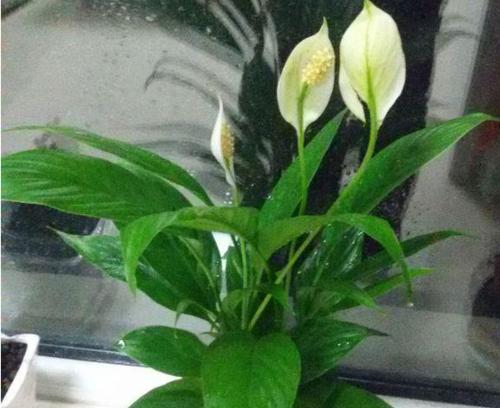 白鹤芋多久浇一次水合适（白鹤芋的养殖方法讲解）