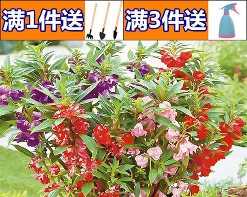 凤仙花怎么养殖（凤仙花的养护小妙招）