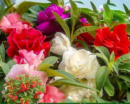凤仙花怎么养殖（凤仙花的养护小妙招）