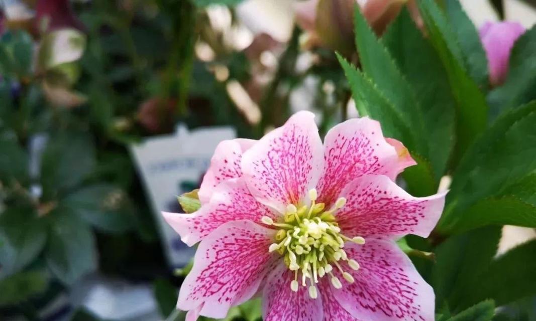 小众又惊艳的花有哪些（盘点六种10种常见的花）