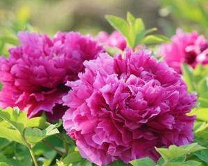 牡丹花养护及管理（打造美丽花园的秘诀）