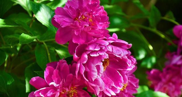 牡丹花养护及管理（打造美丽花园的秘诀）