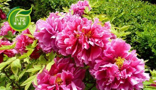 牡丹花王是哪个品种（盘点牡丹花正宗八大品种）