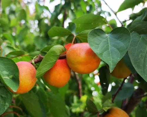 杏子树怎么种植（杏树种植方法与技巧）
