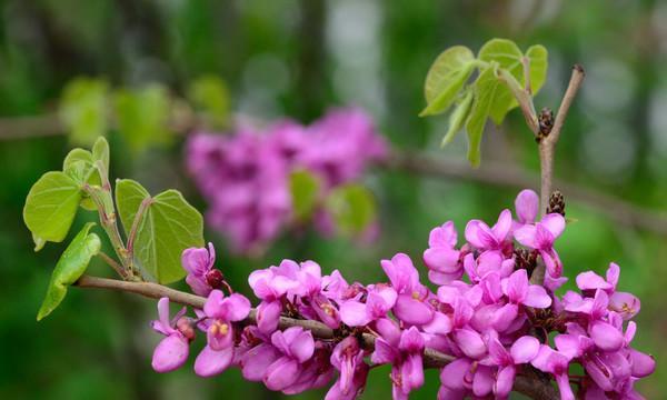 春天什么花开放（春天代表性的花）