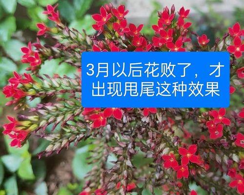 室内花卉种类有哪些（室内适合养的花卉品种）