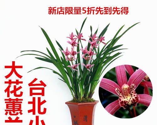 室内花卉种类有哪些（室内适合养的花卉品种）