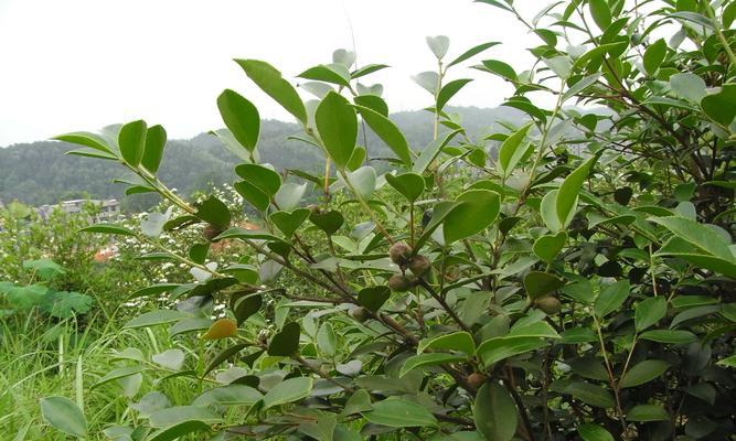 茶油树怎么种植（关于油茶树种植栽培技术）