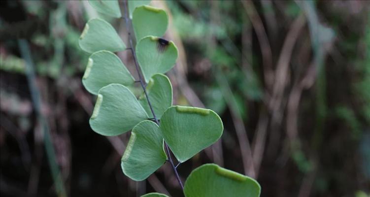 铁线蕨是什么植物类型（铁线蕨的养殖方法和注意事项）