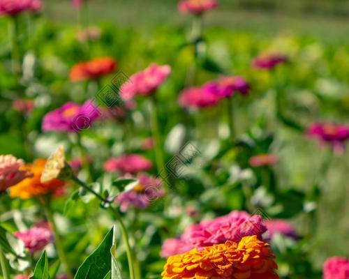 夏天盛开的花有哪些（盘点10种代表夏天的花）