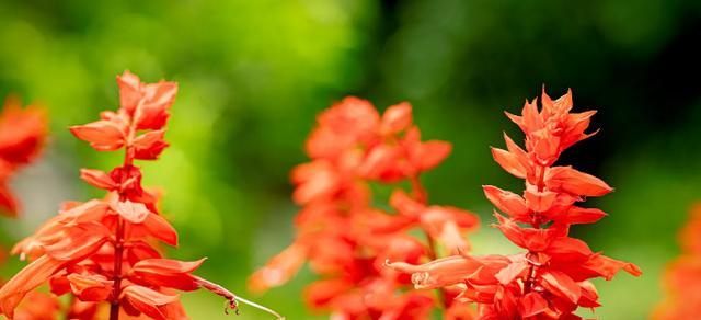 夏天盛开的花有哪些（盘点10种代表夏天的花）