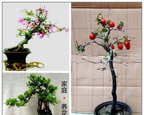 黄杨老桩盆景怎么养（黄杨盆景的养殖方法讲解）