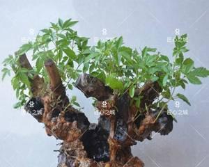 黄杨老桩盆景怎么养（黄杨盆景的养殖方法讲解）