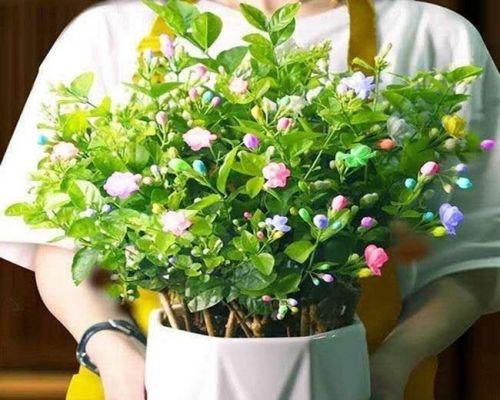 驱虫的植物哪种（驱虫最简单的植物排名）