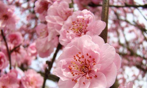 春天最常见的花有哪些（描述春天代表性的花）