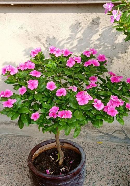 一月开的花都有什么花（盘点十二种在一月盛开的花朵）