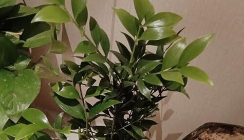 竹柏的养殖方法有哪些（种植竹柏的注意事项）