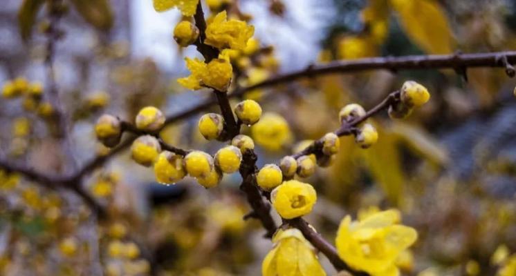 腊梅是什么季节开的（关于腊梅的花期季节）