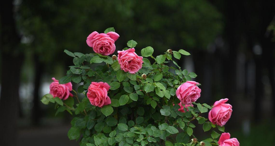 玫瑰种植方法和注意事项（描述玫瑰花的栽培技术）