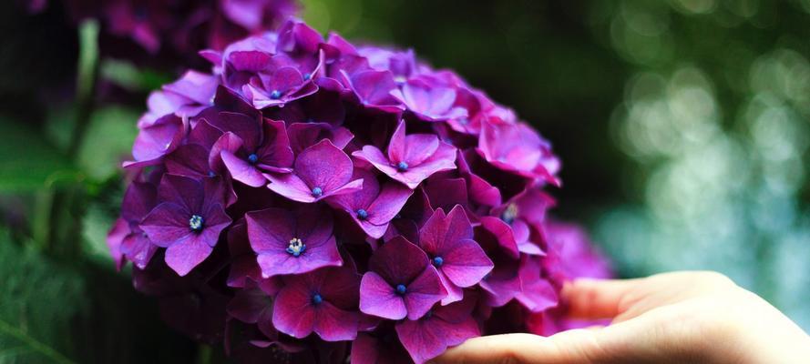 4月开的花有哪些（4月代表花介绍）