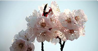 杏花什么时候开花季节（观赏杏花花期简介）