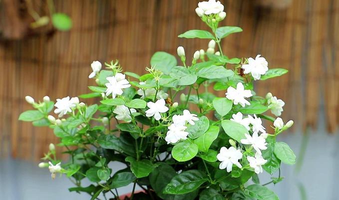 茉莉花怎么养殖方法（茉莉花的养护技巧分享）