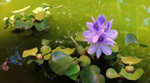 室内水生花卉有哪些（适合室内水养的植物推荐）