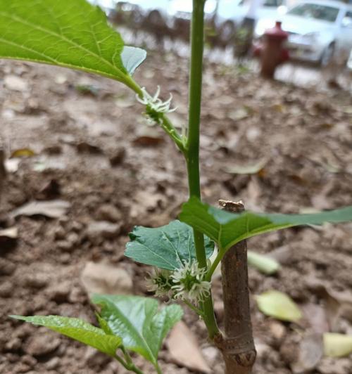 桑树种子怎么播种（桑树种植技术与管理）