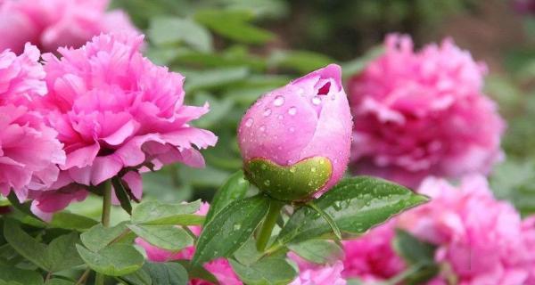 牡丹花怎么种才能活（牡丹花种植方法和时间）