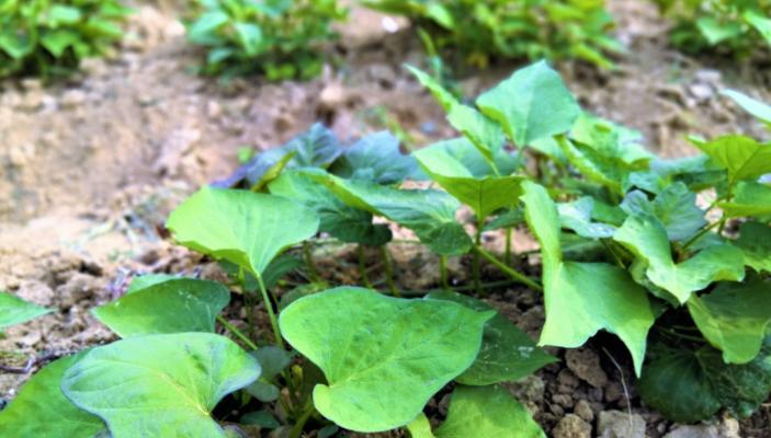 红薯怎么种植才能高产（红薯的种植方法和条件）