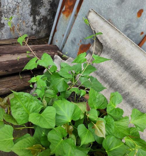 红薯怎么种植才能高产（红薯的种植方法和条件）