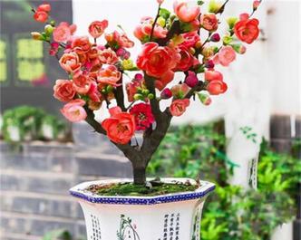 海棠花的修剪方法图解（让海棠花生长茂盛、繁花似锦）
