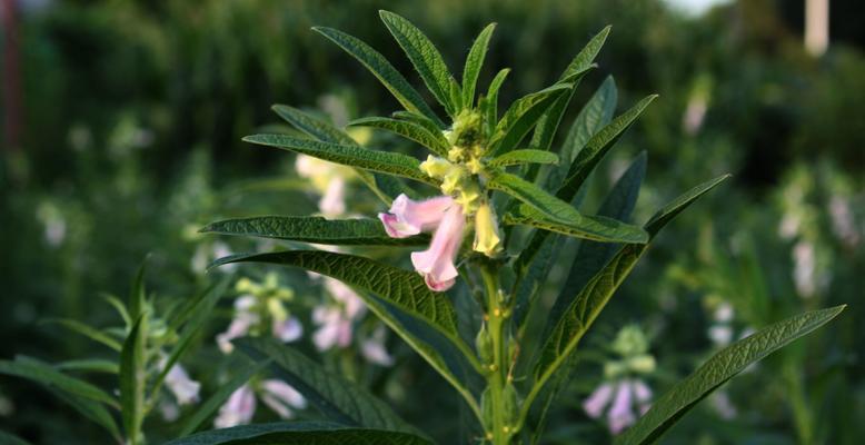 什么时候种芝麻合适（芝麻种植时间和方法）