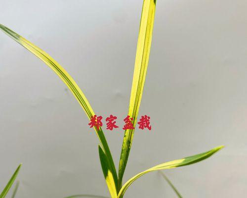 吊兰花怎么养才能旺盛（吊兰养护的正确方法）