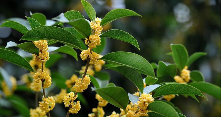 桂花树什么时候开花（有关桂花树花期简介）