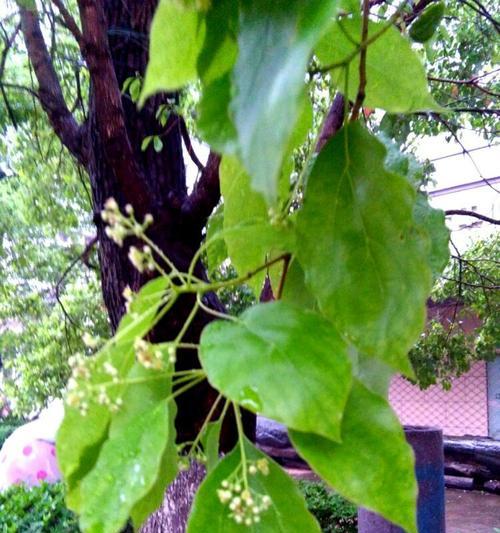樟树种在什么地方最合适（樟树种植技术）