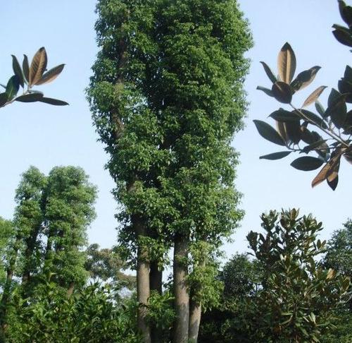 樟树种在什么地方最合适（樟树种植技术）