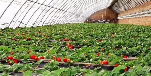 大棚草莓怎么种植方法（大棚草莓种植方法步骤）