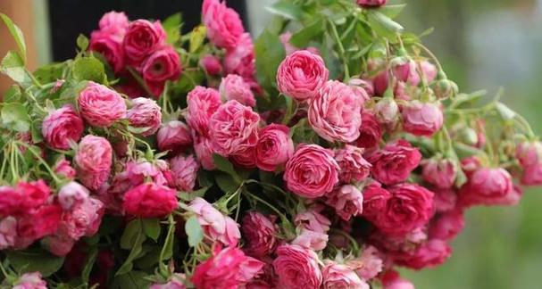 月季花适合什么土壤种植（盆栽月季花的养殖方法）