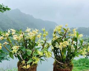 石斛盆景怎么养护和浇水（石斛的栽培技术要点）