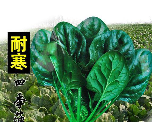 菠菜种子怎么播种（种植菠菜的正确方法讲解）