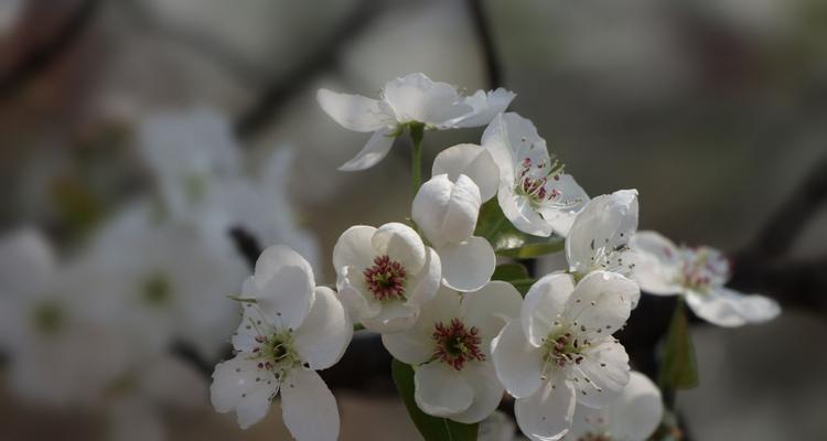 梨花是什么季节开的（有关梨花的花期时间）