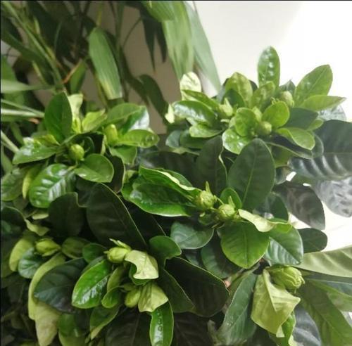 栀子花黄叶怎么补救（教你治理黄叶的窍门）