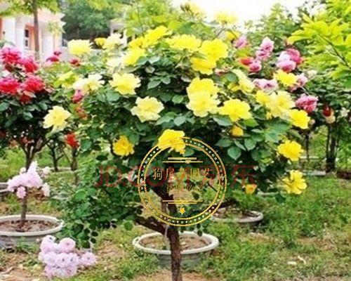 月季花嫁接什么树桩好（嫁接月季花的方法）