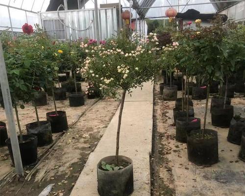 月季花嫁接什么树桩好（嫁接月季花的方法）