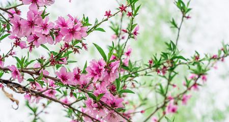 桃花是几月份开花（有关桃花的开花时间）